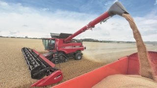 Good EU-28 cereal yields predicted