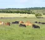 Cattle truck overturns on N11