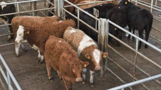 Northern Minister approves application for ‘nomad’ cattle to be labelled as ‘Irish’