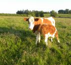 VIDEO:Key technologies for profitable suckler beef production