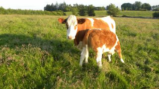 VIDEO:Key technologies for profitable suckler beef production