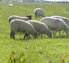 EU accounts for 50% of value of Kiwi lamb exports 