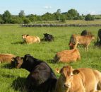 UK beef prices down 15% since January