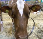 Livestock Event, Day 1 in Photos