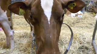 Livestock Event, Day 1 in Photos