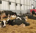 Managing 400 cows is easy, managing staff is the difficult part
