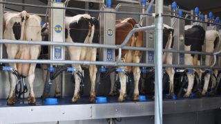 New Zealand central bank warns of dairy farmer debt