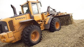 Wholecrop ready to harvest