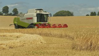 Above average EU cereal harvest on the cards
