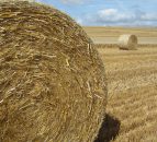 Dairy farmers increasingly buying up prime arable land