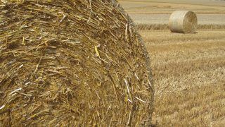Dairy farmers increasingly buying up prime arable land