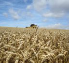 Russian wheat harvest up, prices down