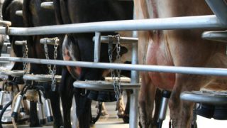 Shortening dairy cows’ gestation by 10 days