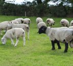 Thinking of buying a new ram? Upcoming sales to showcase best in breeds