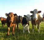 'New thinking required to solve beef industry’s problems'
