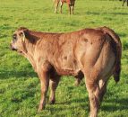 Farmers must remove PI animals by tomorrow