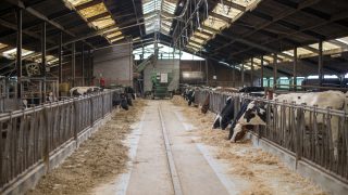 India to take over from EU as largest milk producer
