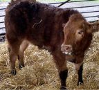 High risk of pasture contamination from lungworm and gutworm this August