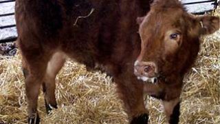 High risk of pasture contamination from lungworm and gutworm this August