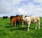 Beef-sired calf registrations higher in July - LMC