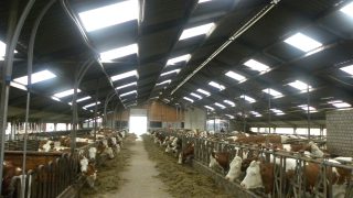Swiss experience a cautionary tale on quota abolition
