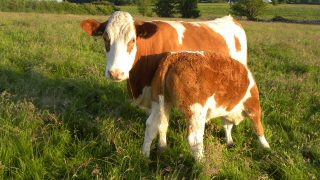Autumn beef management tips
