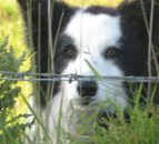 P45s could be on the way for sheepdogs 