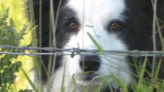 P45s could be on the way for sheepdogs