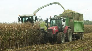 ‘Maize crops yielding 20t/ac plus’