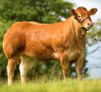 With a €164,000 price tag, UK heifer breaks Limousin world record 