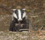 Wildlife group's legal bid to halt UK badger cull fails