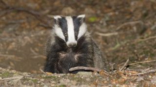 Wildlife group’s legal bid to halt UK badger cull fails