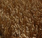 Global wheat production expected to fall in 2017