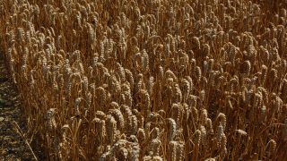 Record volumes of wheat milled by UK millers
