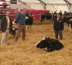 The cow takes control with automatic milking 