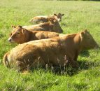 Meat industry not getting enough credit for delivering higher prices – ABP boss