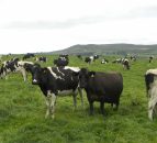 English dairy herd grows for the first time in 15 years