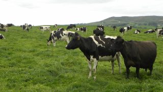 Almost all Europeans say protecting the environment is important to them