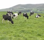 Aurivo cuts August milk price by 2c/L to 35c/L