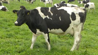 Kiwi farmers say the once promising 2015 milk season now looks only breakeven