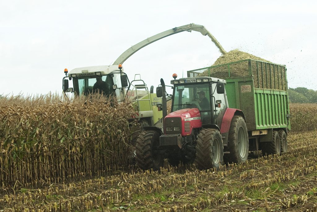 maize
