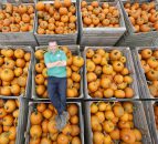 First pumpkins of the season hit the shelves