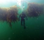 Galway test site for innovative textiles to boost EU seaweed farming