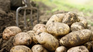 EU Agriculture Ministers to meet on food security