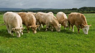 Prospects of a firmer UK beef market next year