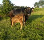 Cows have individual 'calls' for their calves, research finds