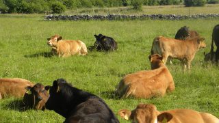 UK prime cattle numbers to fall as suckler herd plummets