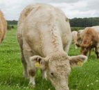 €16,000 worth of cattle stolen from Dungannon farm 