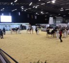 Entries up at this years Millstreet Dairy Show 