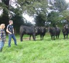 Ease of calving vital for Northern Angus producer